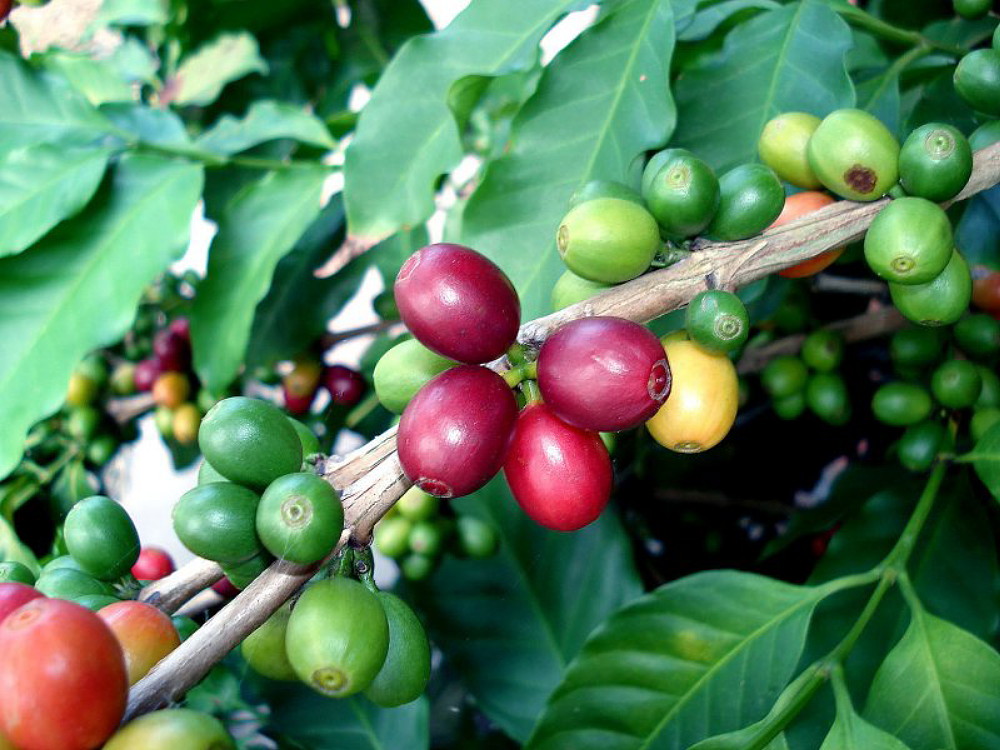 Arabica Tree Plant