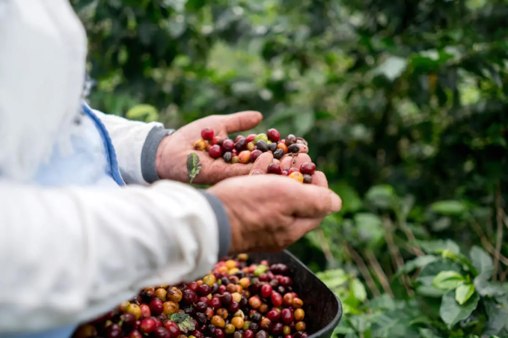 Ethical Sourcing Coffee