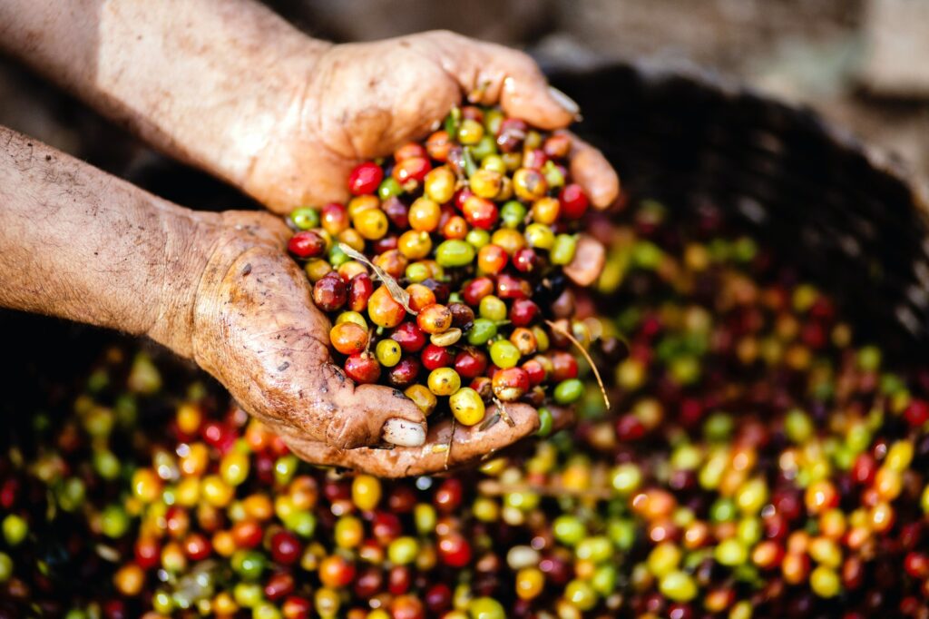 Sourcing Coffee beans