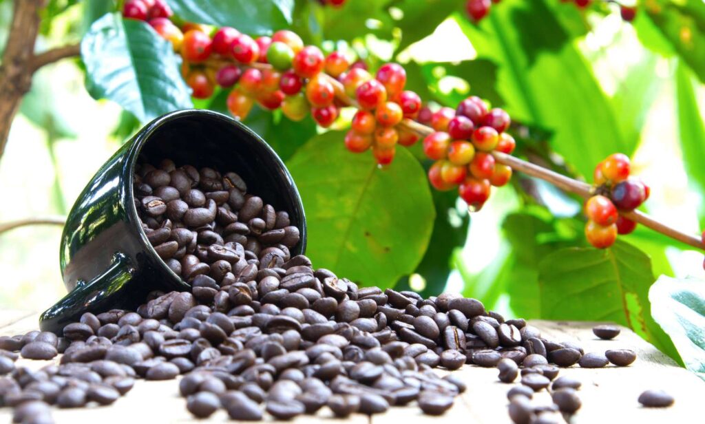 arabica beans